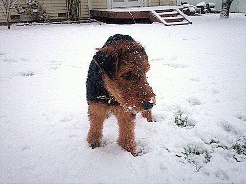 https://images.dog.ceo/breeds/airedale/n02096051_6473.jpg