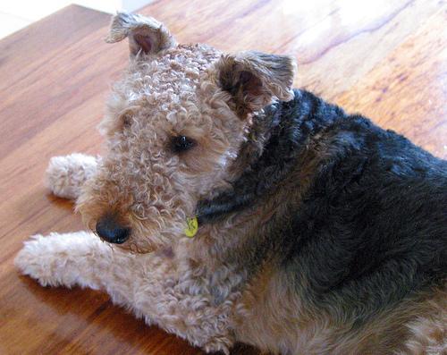 https://images.dog.ceo/breeds/airedale/n02096051_6502.jpg