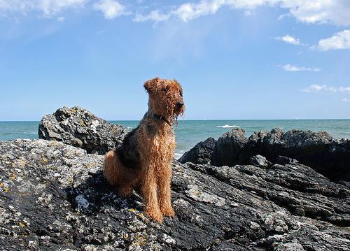 https://images.dog.ceo/breeds/airedale/n02096051_6570.jpg