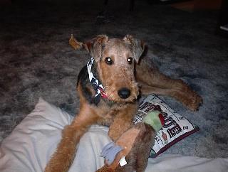 https://images.dog.ceo/breeds/airedale/n02096051_6657.jpg