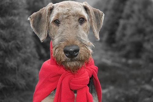 https://images.dog.ceo/breeds/airedale/n02096051_6693.jpg