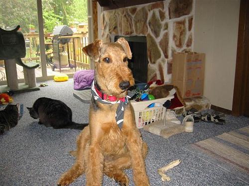 https://images.dog.ceo/breeds/airedale/n02096051_6733.jpg