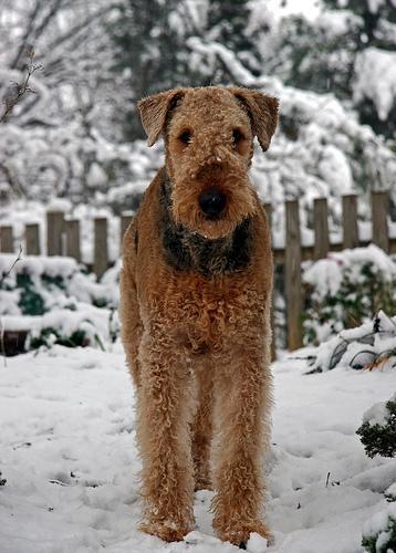 https://images.dog.ceo/breeds/airedale/n02096051_6747.jpg