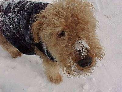 https://images.dog.ceo/breeds/airedale/n02096051_6755.jpg