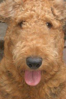 https://images.dog.ceo/breeds/airedale/n02096051_6799.jpg