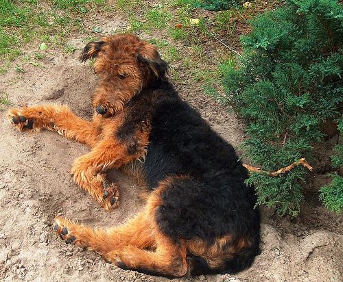 https://images.dog.ceo/breeds/airedale/n02096051_6812.jpg