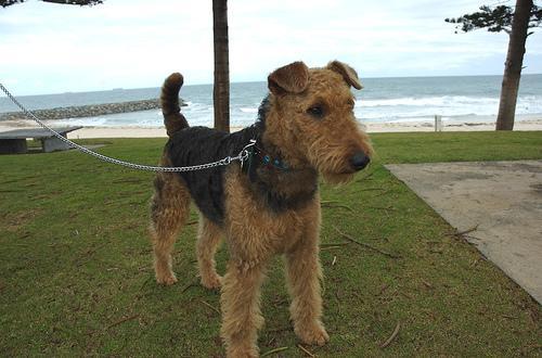 https://images.dog.ceo/breeds/airedale/n02096051_6855.jpg