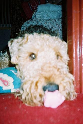 https://images.dog.ceo/breeds/airedale/n02096051_6873.jpg