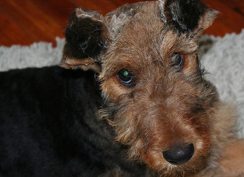 https://images.dog.ceo/breeds/airedale/n02096051_6895.jpg