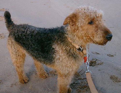 https://images.dog.ceo/breeds/airedale/n02096051_6932.jpg