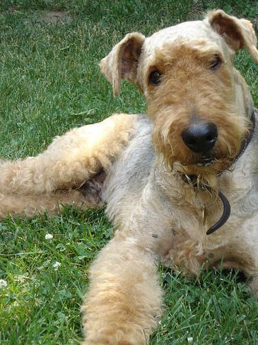 https://images.dog.ceo/breeds/airedale/n02096051_6933.jpg