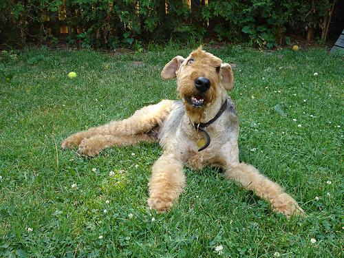 https://images.dog.ceo/breeds/airedale/n02096051_6972.jpg