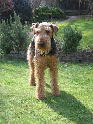 https://images.dog.ceo/breeds/airedale/n02096051_7077.jpg