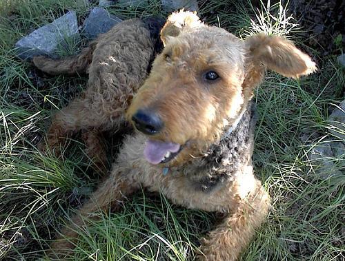 https://images.dog.ceo/breeds/airedale/n02096051_7118.jpg