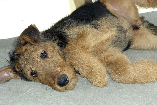 https://images.dog.ceo/breeds/airedale/n02096051_7132.jpg