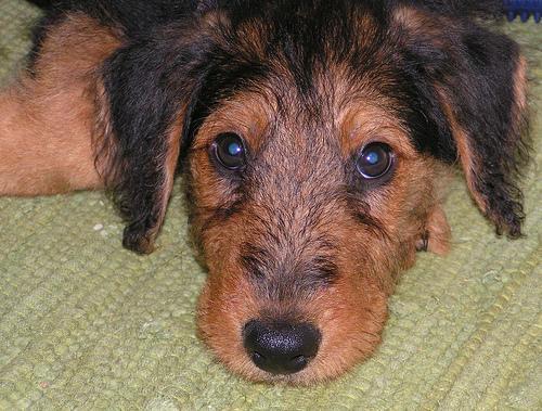 https://images.dog.ceo/breeds/airedale/n02096051_7394.jpg