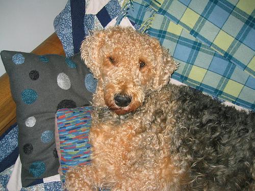 https://images.dog.ceo/breeds/airedale/n02096051_7516.jpg