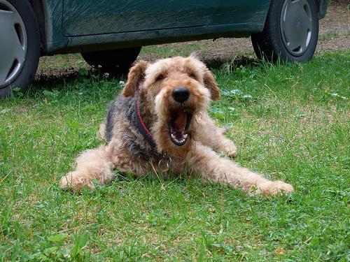 https://images.dog.ceo/breeds/airedale/n02096051_7602.jpg