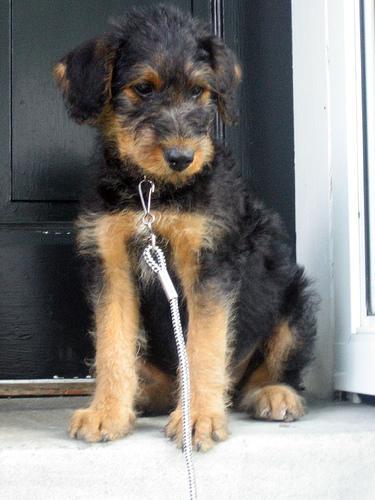 https://images.dog.ceo/breeds/airedale/n02096051_7677.jpg