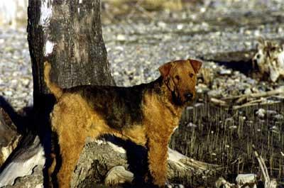 https://images.dog.ceo/breeds/airedale/n02096051_7762.jpg