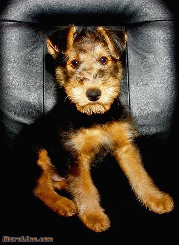 https://images.dog.ceo/breeds/airedale/n02096051_7772.jpg