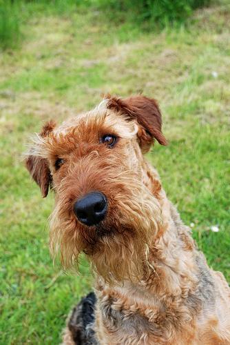 https://images.dog.ceo/breeds/airedale/n02096051_7790.jpg