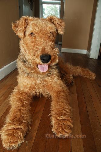 https://images.dog.ceo/breeds/airedale/n02096051_7847.jpg