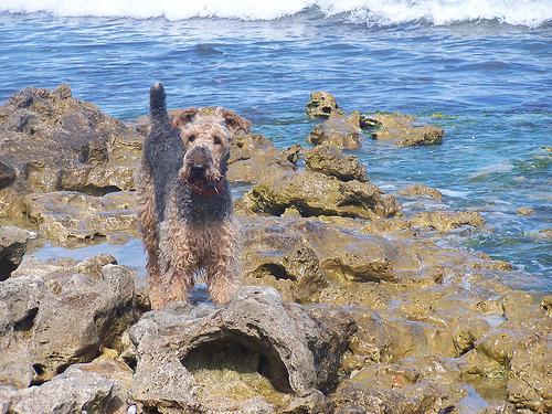 https://images.dog.ceo/breeds/airedale/n02096051_8019.jpg