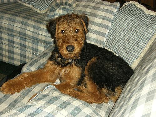 https://images.dog.ceo/breeds/airedale/n02096051_8096.jpg