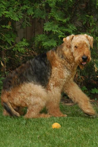 https://images.dog.ceo/breeds/airedale/n02096051_8103.jpg