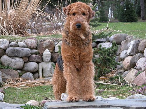 https://images.dog.ceo/breeds/airedale/n02096051_812.jpg