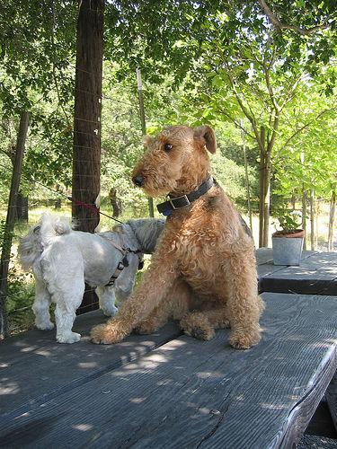 https://images.dog.ceo/breeds/airedale/n02096051_8132.jpg