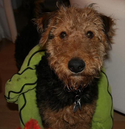 https://images.dog.ceo/breeds/airedale/n02096051_8149.jpg