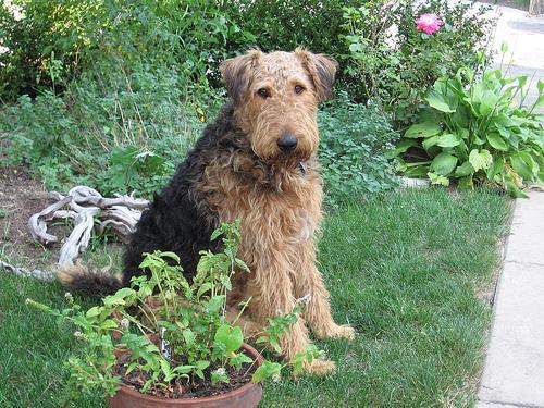 https://images.dog.ceo/breeds/airedale/n02096051_8227.jpg