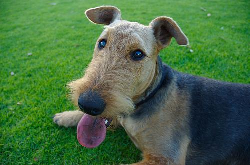 https://images.dog.ceo/breeds/airedale/n02096051_8270.jpg