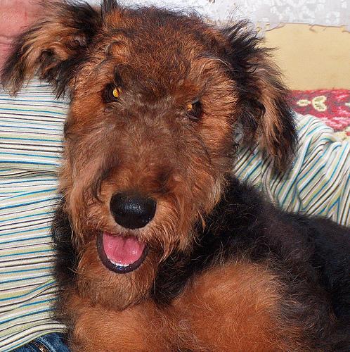 https://images.dog.ceo/breeds/airedale/n02096051_8385.jpg