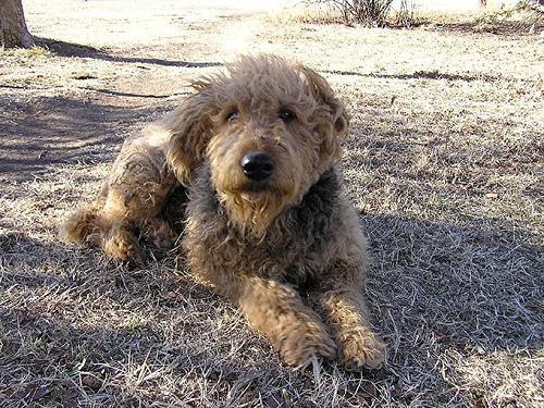 https://images.dog.ceo/breeds/airedale/n02096051_8392.jpg