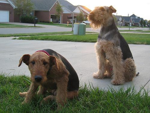 https://images.dog.ceo/breeds/airedale/n02096051_841.jpg