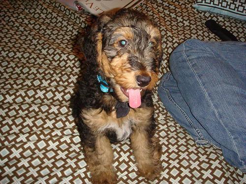 https://images.dog.ceo/breeds/airedale/n02096051_8553.jpg