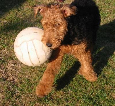 https://images.dog.ceo/breeds/airedale/n02096051_8613.jpg