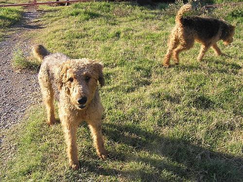 https://images.dog.ceo/breeds/airedale/n02096051_8790.jpg