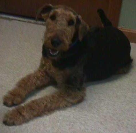 https://images.dog.ceo/breeds/airedale/n02096051_8880.jpg