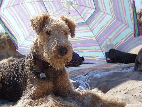 https://images.dog.ceo/breeds/airedale/n02096051_8937.jpg