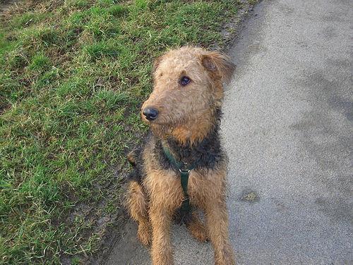 https://images.dog.ceo/breeds/airedale/n02096051_8989.jpg