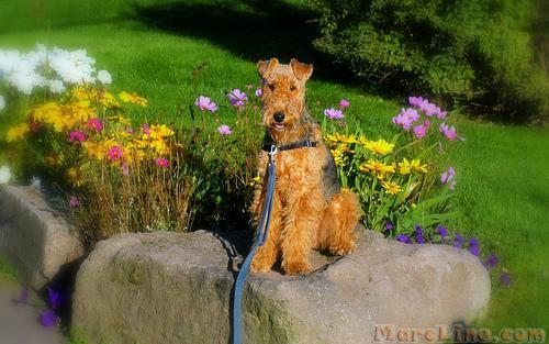 https://images.dog.ceo/breeds/airedale/n02096051_9038.jpg