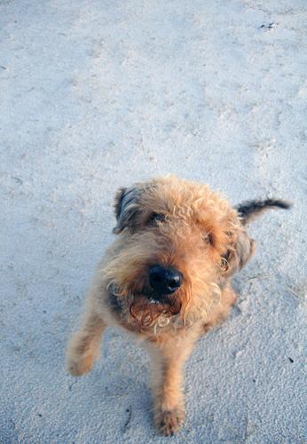 https://images.dog.ceo/breeds/airedale/n02096051_910.jpg