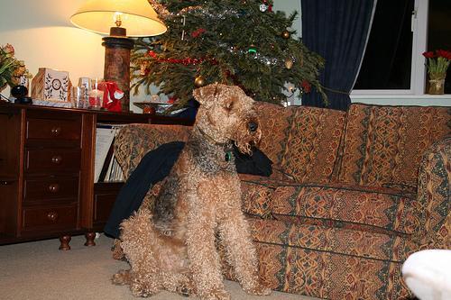 https://images.dog.ceo/breeds/airedale/n02096051_9135.jpg