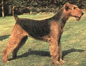 https://images.dog.ceo/breeds/airedale/n02096051_93.jpg