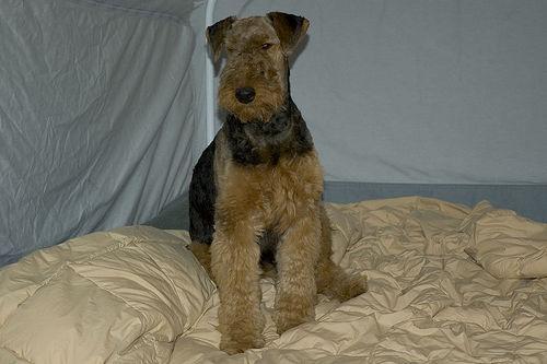 https://images.dog.ceo/breeds/airedale/n02096051_9319.jpg