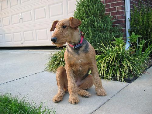 https://images.dog.ceo/breeds/airedale/n02096051_9327.jpg